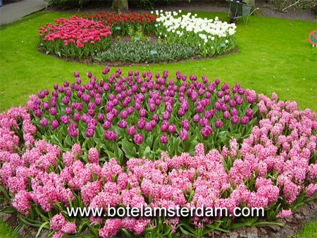 Keukenhof flowers Holland